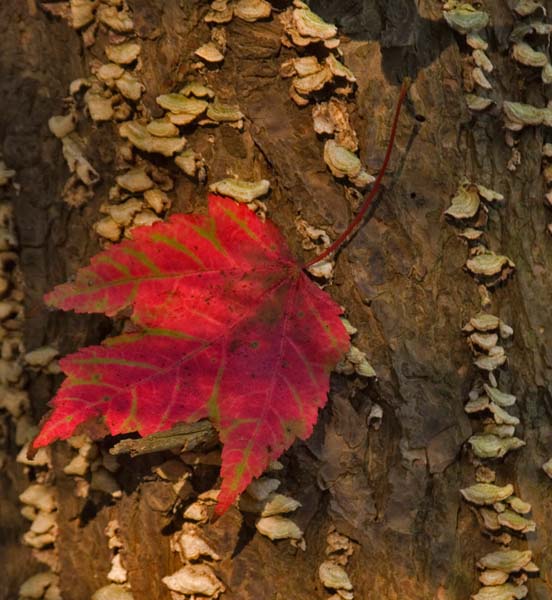Fall Leaf  MG 0323